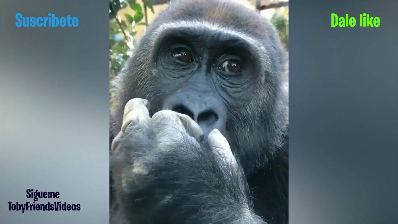 Gorila Se Saca los Mocos Para Luego Comérselos 😃🦍