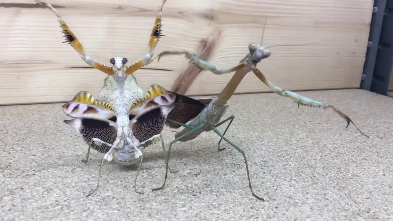 the mantis lords