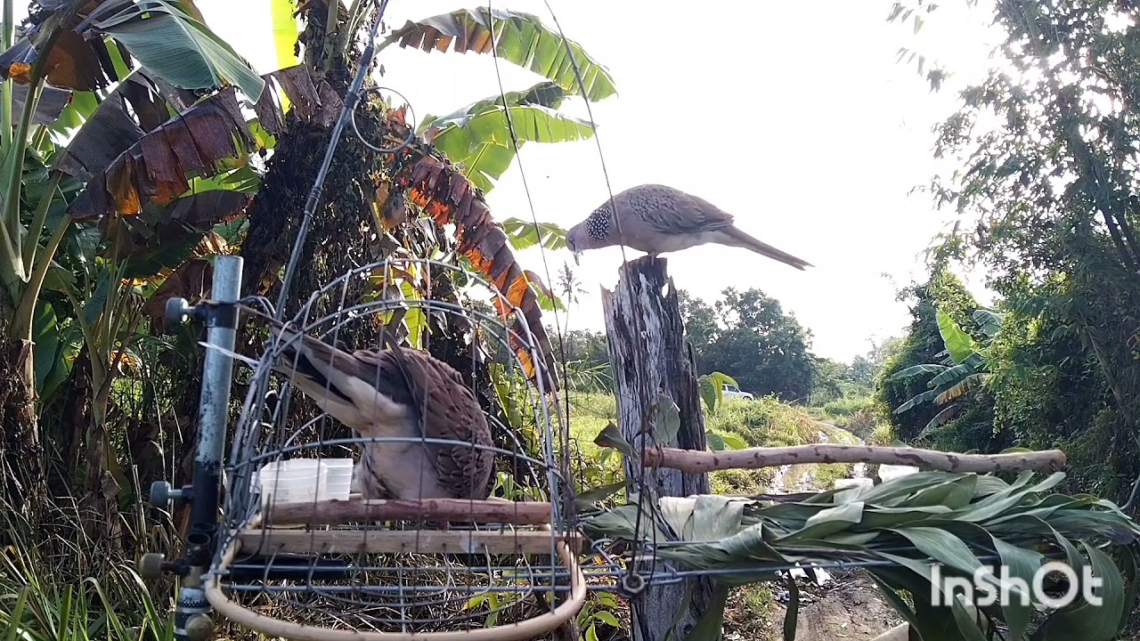 hanya sedikit kelewatan saja joki pasti berputih mata,memikat terkukur,dekukur spotted dove