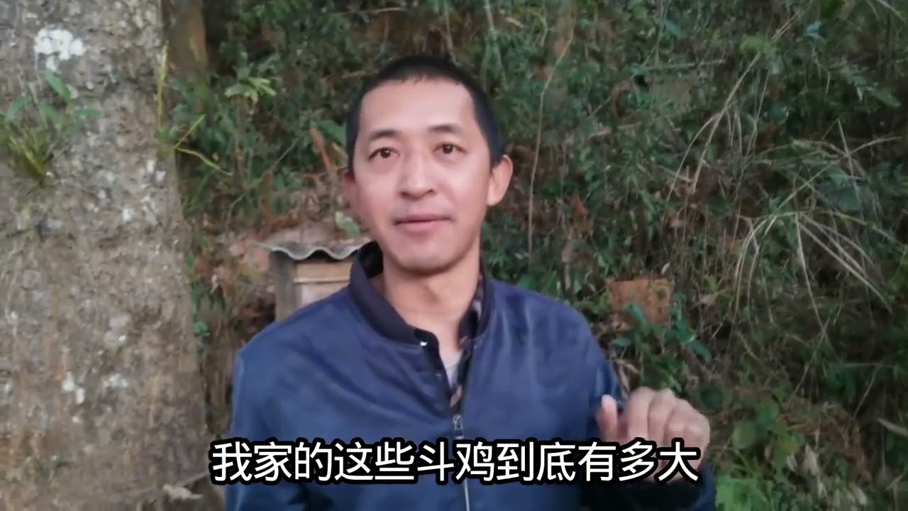 年底上市的几只越南斗鸡，都是卖给人吃肉的 #斗鸡 #斗鸡文化 #越南斗鸡 #斗鸡爱好者 #斗鸡养殖