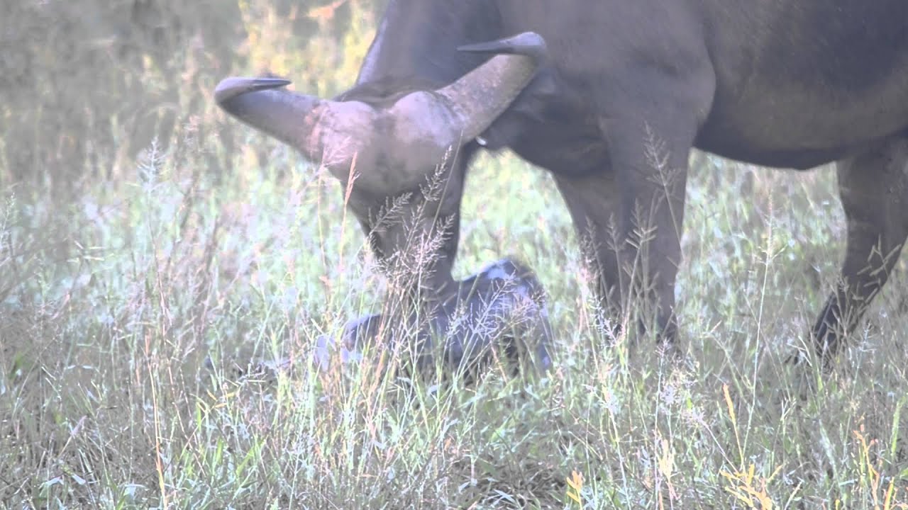 Buffalo calf