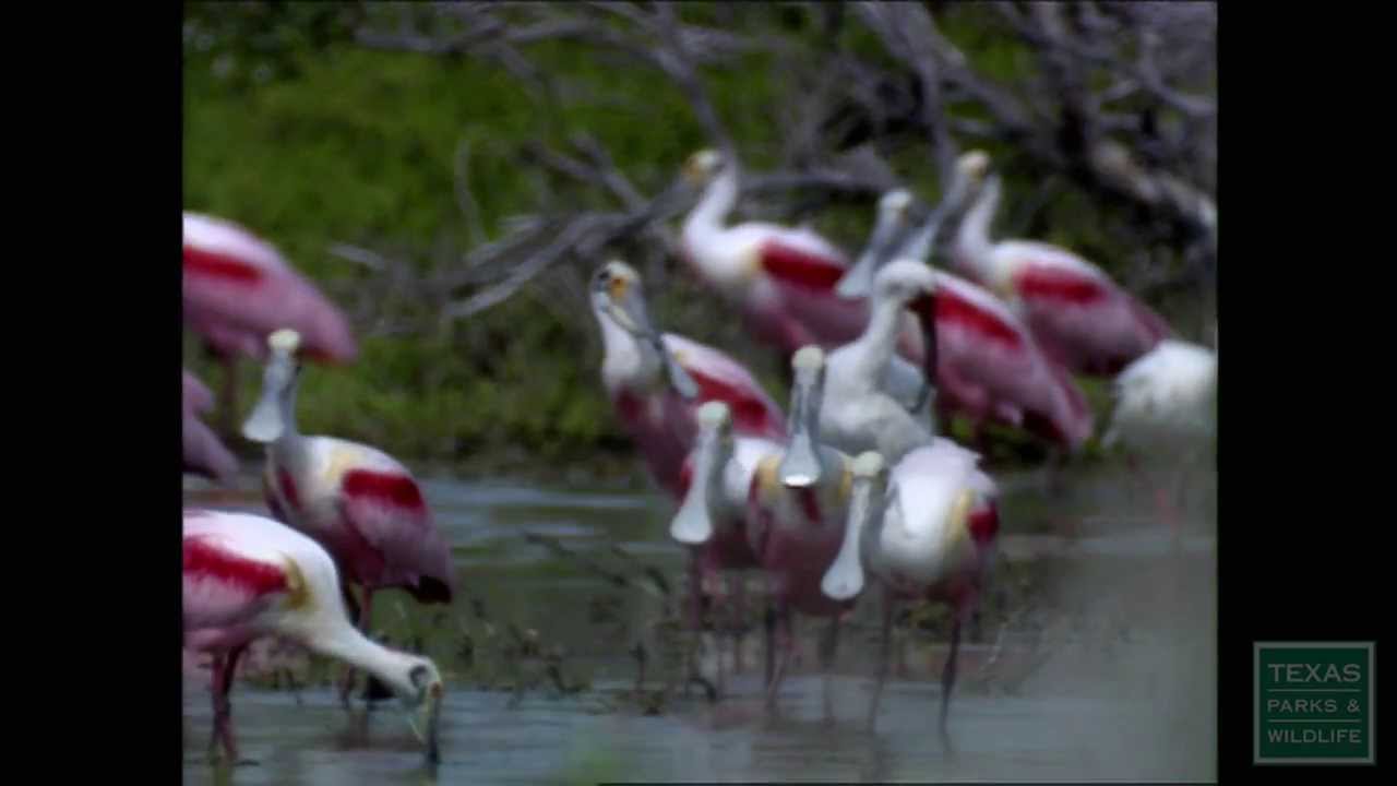 Bird Beaks