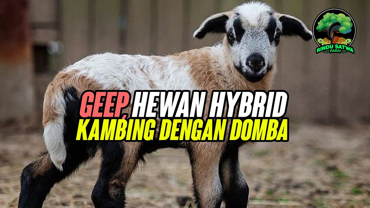 Geep, Hewan Hybrid Kambing dengan Domba