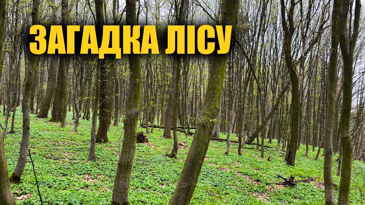 Старий ліс і його таємниці | Пошук з металошукачем в Україні