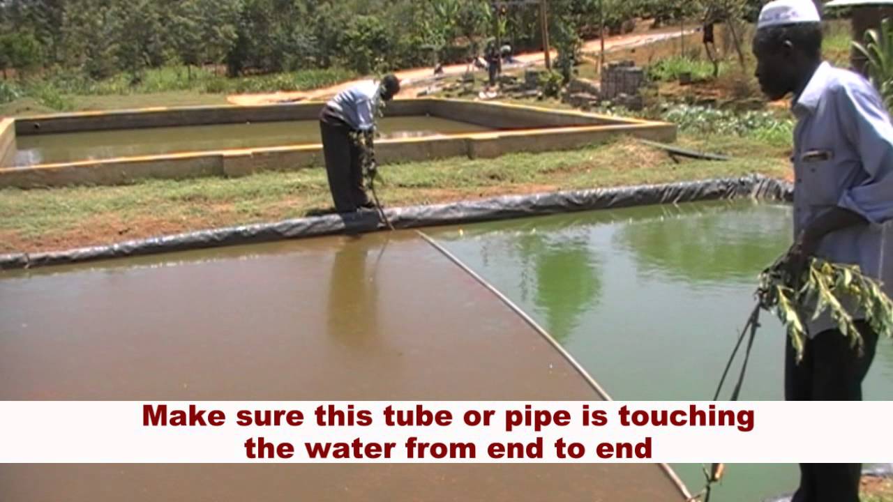 REMOVING POND  SCUM - A Simple but Effective Method
