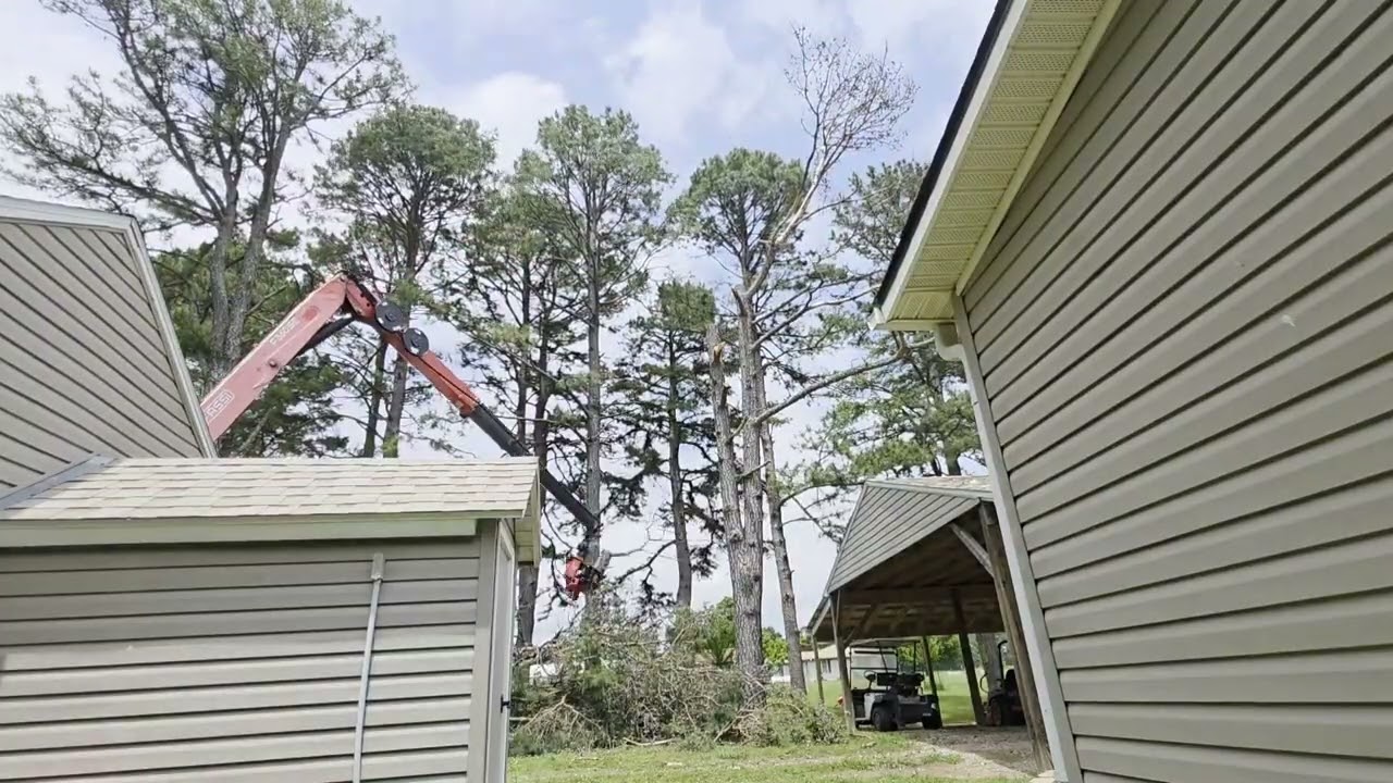 Pine tree removal from the top down 