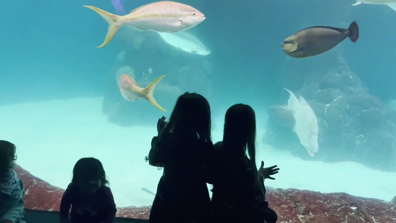 Kids Show | Florida Aquarium 2023 | Tampa, FL | Family of 6 Vacation