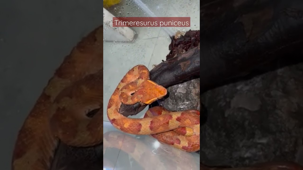 Trimeresurus puniceus / red type puniceus #shorts #snake #reptiles #venomussnake