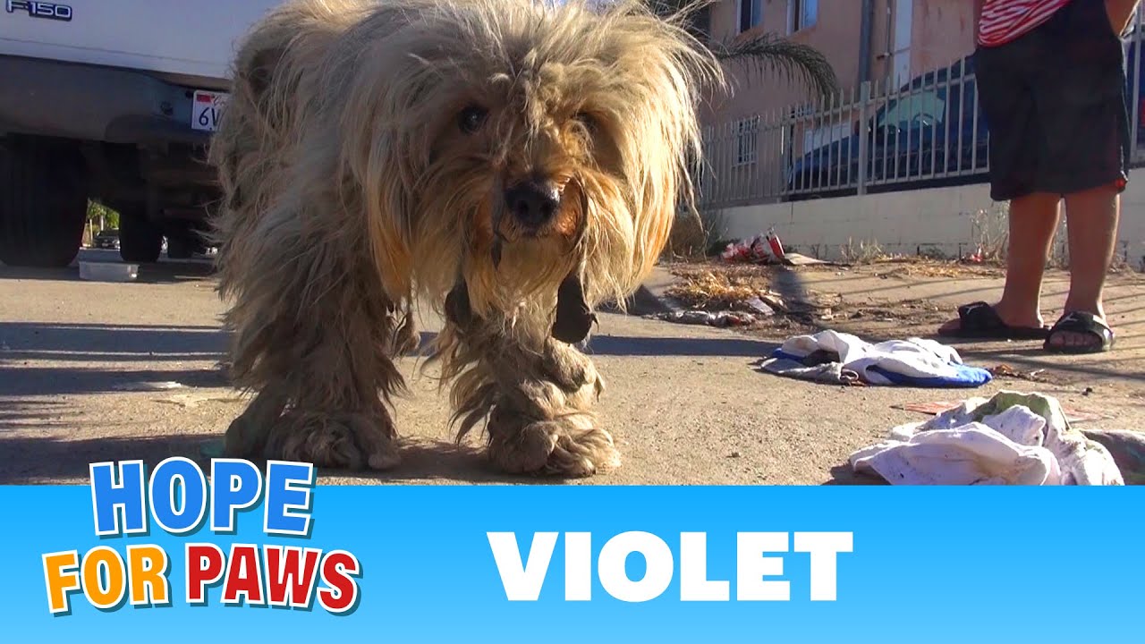 Hope For Paws: Violet - a MUST SEE rescue of a sick dog.  Pls share & help find her a home. #rescue