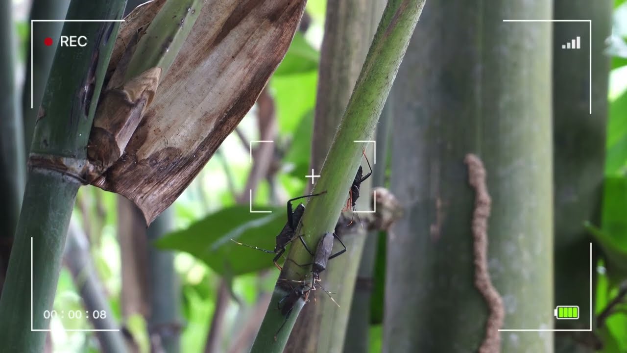Stink Bugs, Butterflies and Lizards in Bamboo Bush