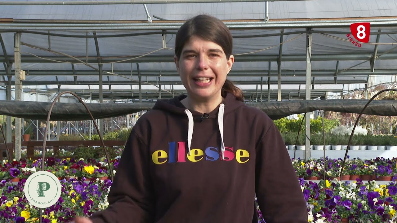 Flores de Invierno, Primaveras y Pensamientos - Características y cuidados