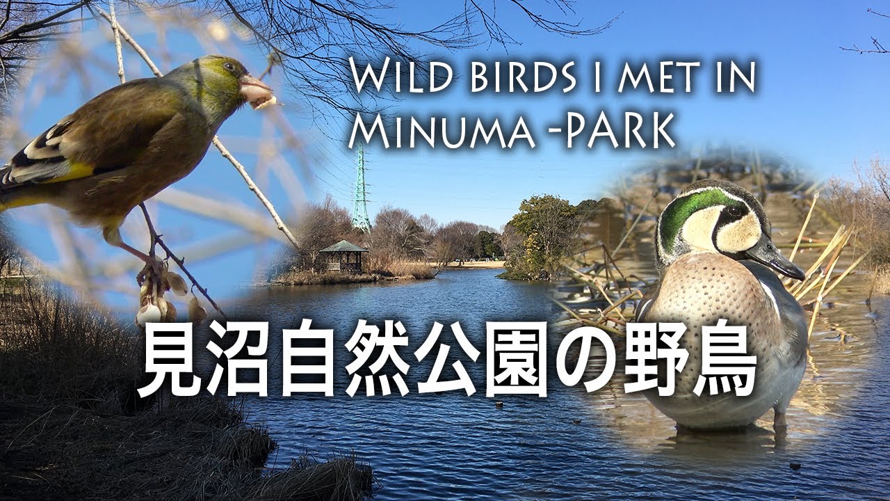 野鳥撮影・ 【野鳥観察】見沼自然公園で出会った野鳥・2月バードウォッチング /4K