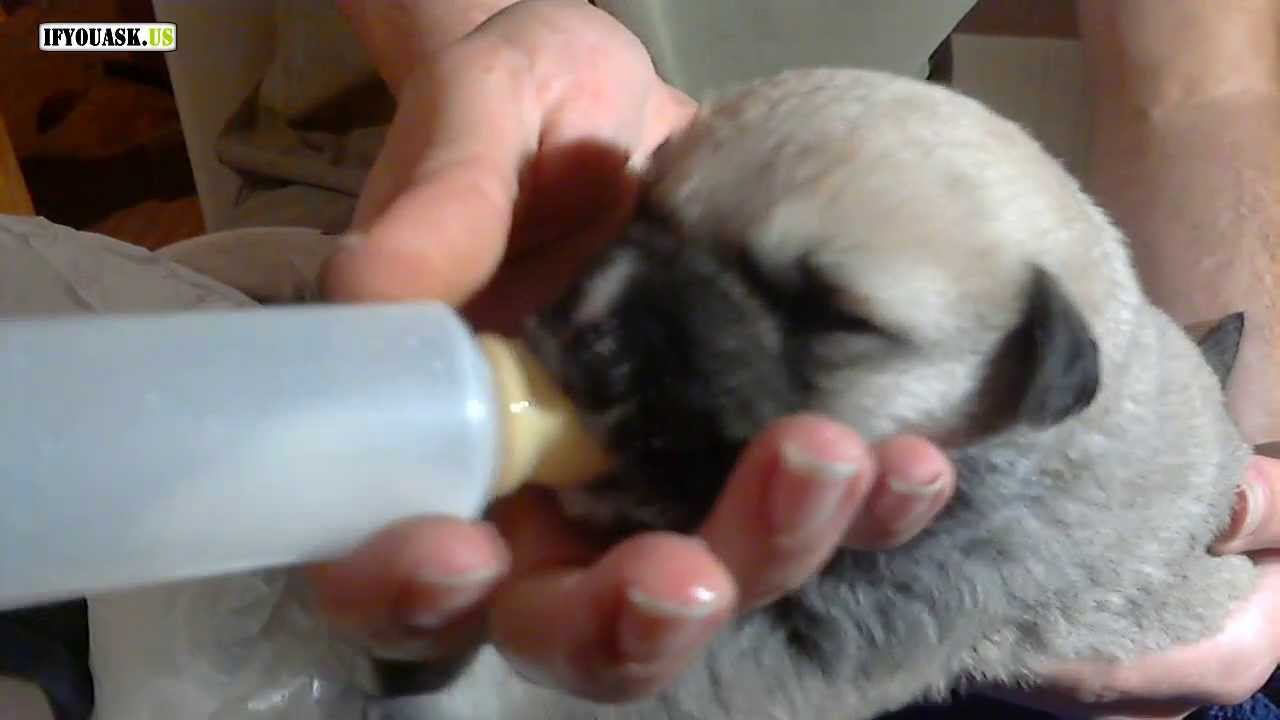 Meet Hero's Brother: 2 Day Old Puppy Drinking Milk: Puppy's 1st Day At My Home