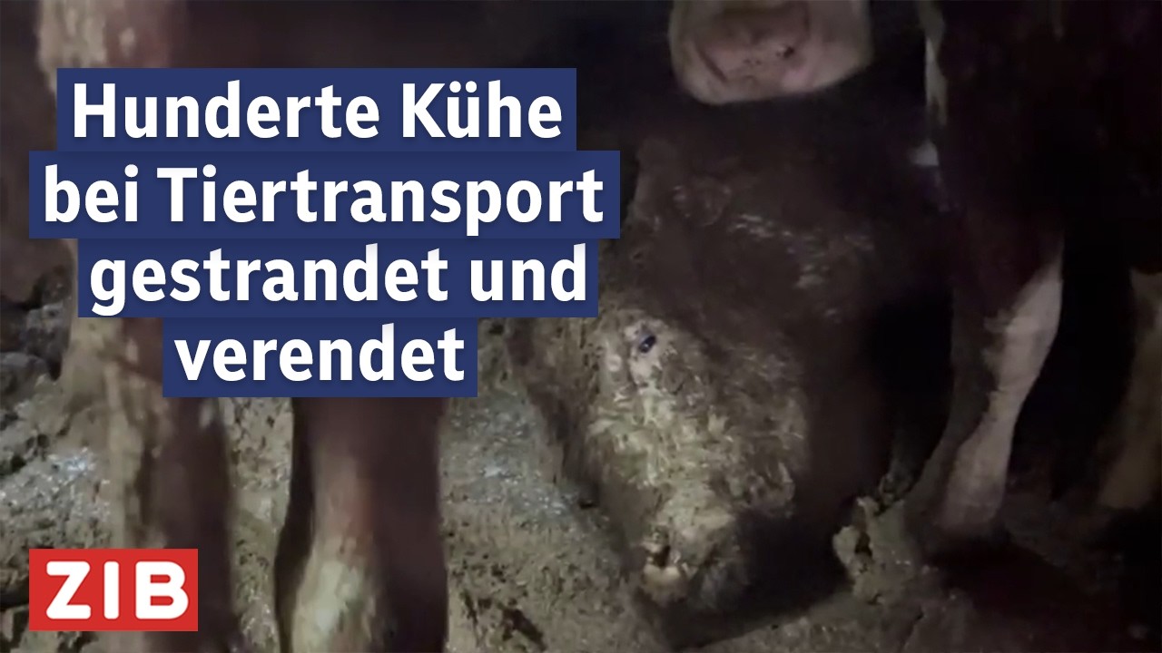 Tiertransport-Skandal: Neue Videos belasten &ouml;sterreichische Firma | ZIB2 vom 24.03.2026