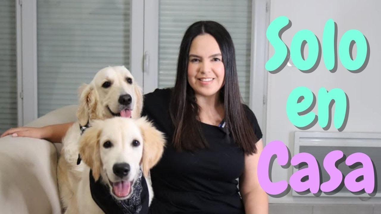 Enséñale a tu perro a quedarse solo en casa