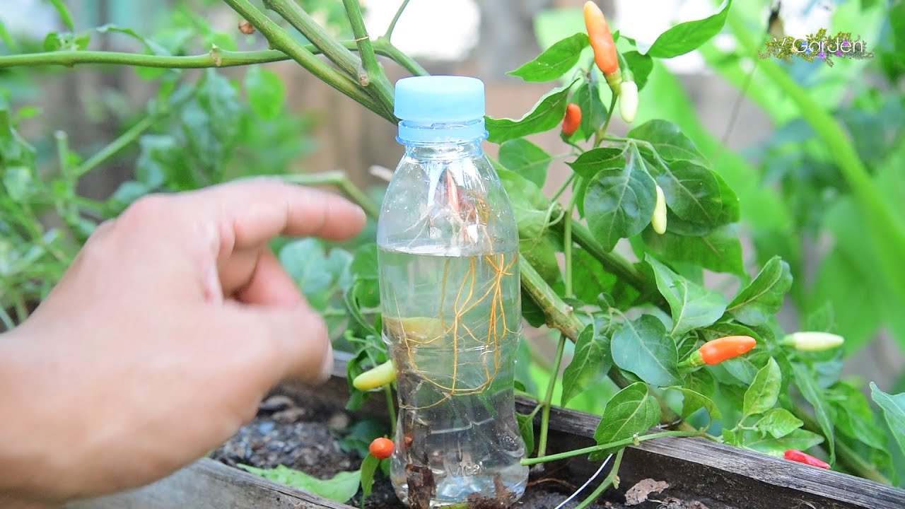 Hottest Peppers air layering with just water to rooting / Growing hot peppers in water
