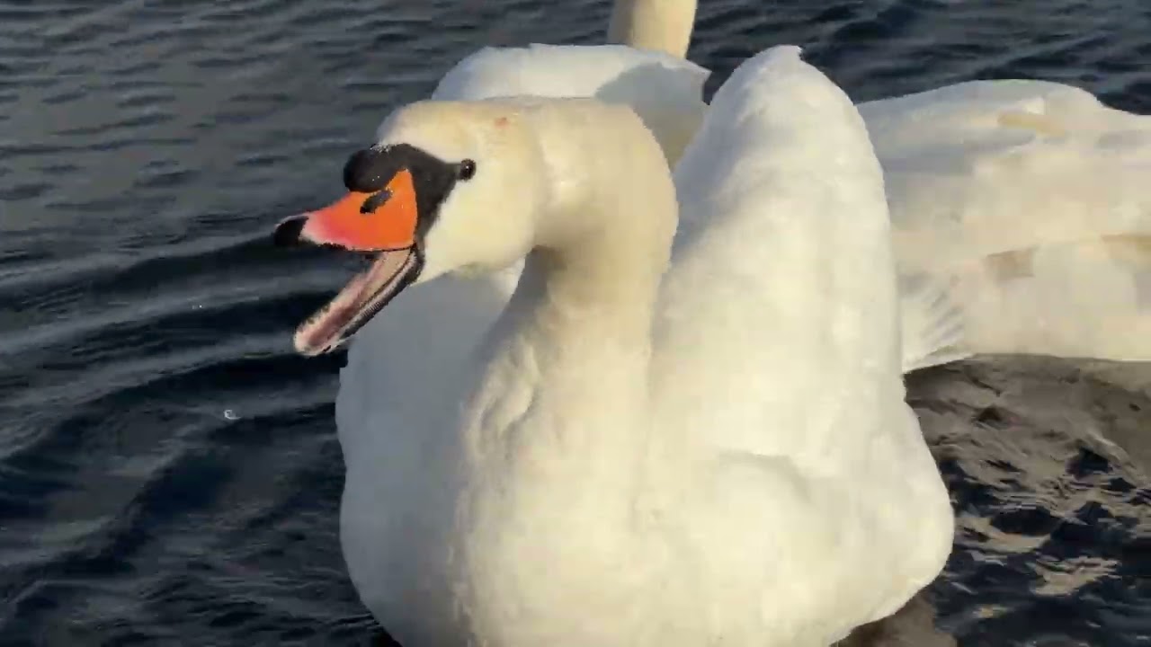 “A mute swan washes and preens on the Round Pond, then drifts to the edge to continue preening 🦢💦”