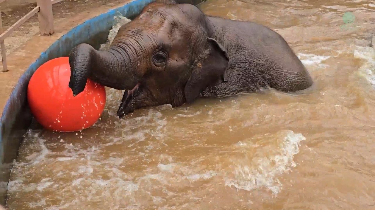 Fun in the Pool with a Giant Red Ball - ElephantNews