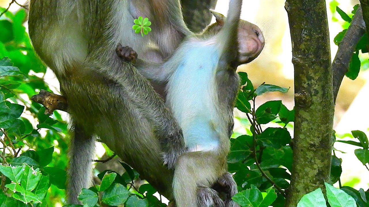 Very active of poor pity blind baby VIGO, Really sad when see blind baby VIGO like this