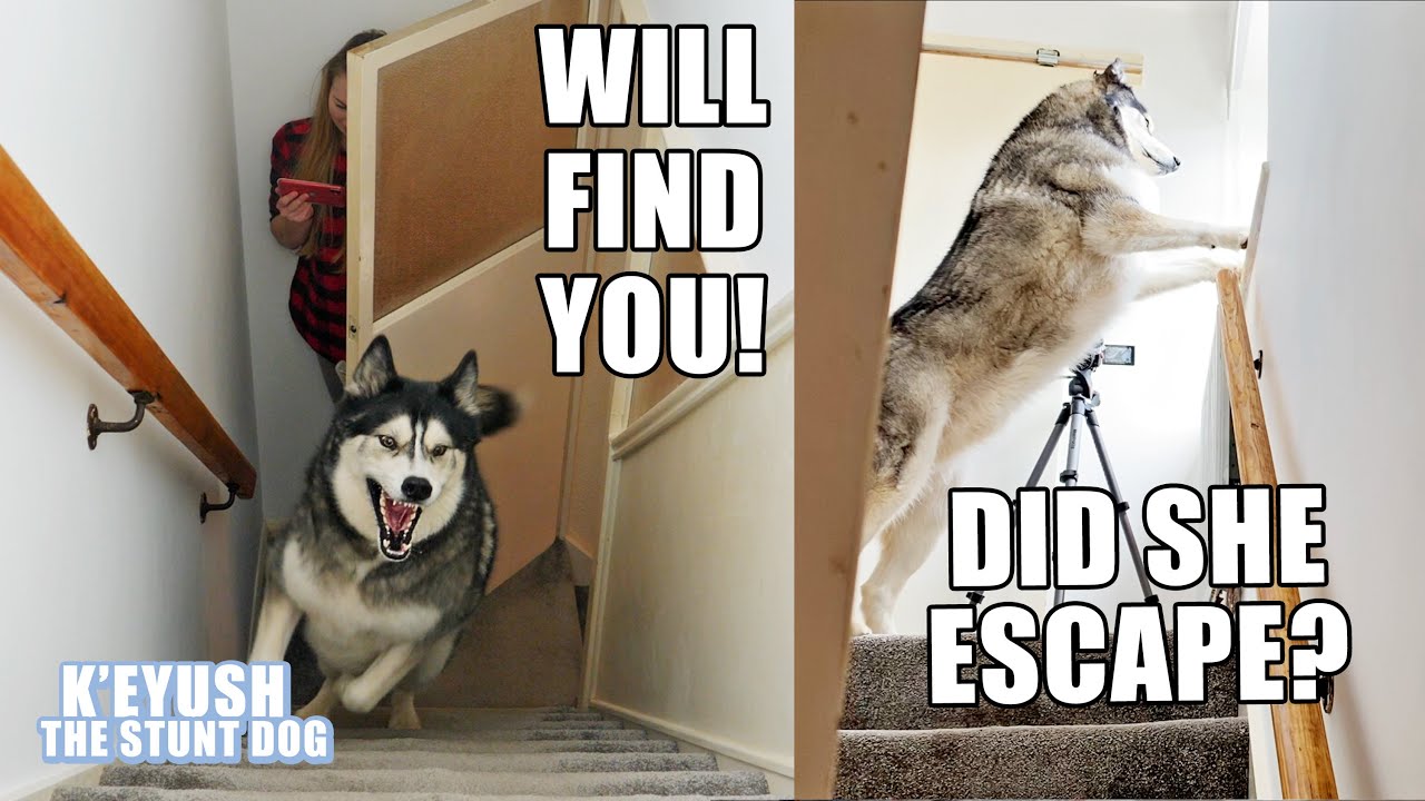 Hiding From My Dog! He LANDS On My BACK! OUCH!