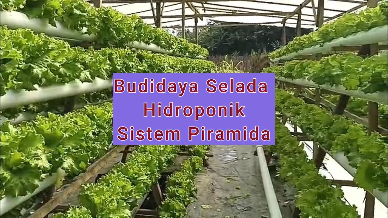 Budidaya Selada Hidroponik Sistem Piramida