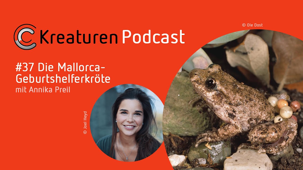 Kreaturen-Podcast – Folge 37: Die Mallorca-Geburtshelferkröte mit Annika Preil