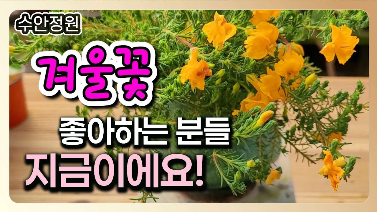 꽃 좋아하는 분들, 지금이에요｜겨울에 심기 좋은 꽃 추천