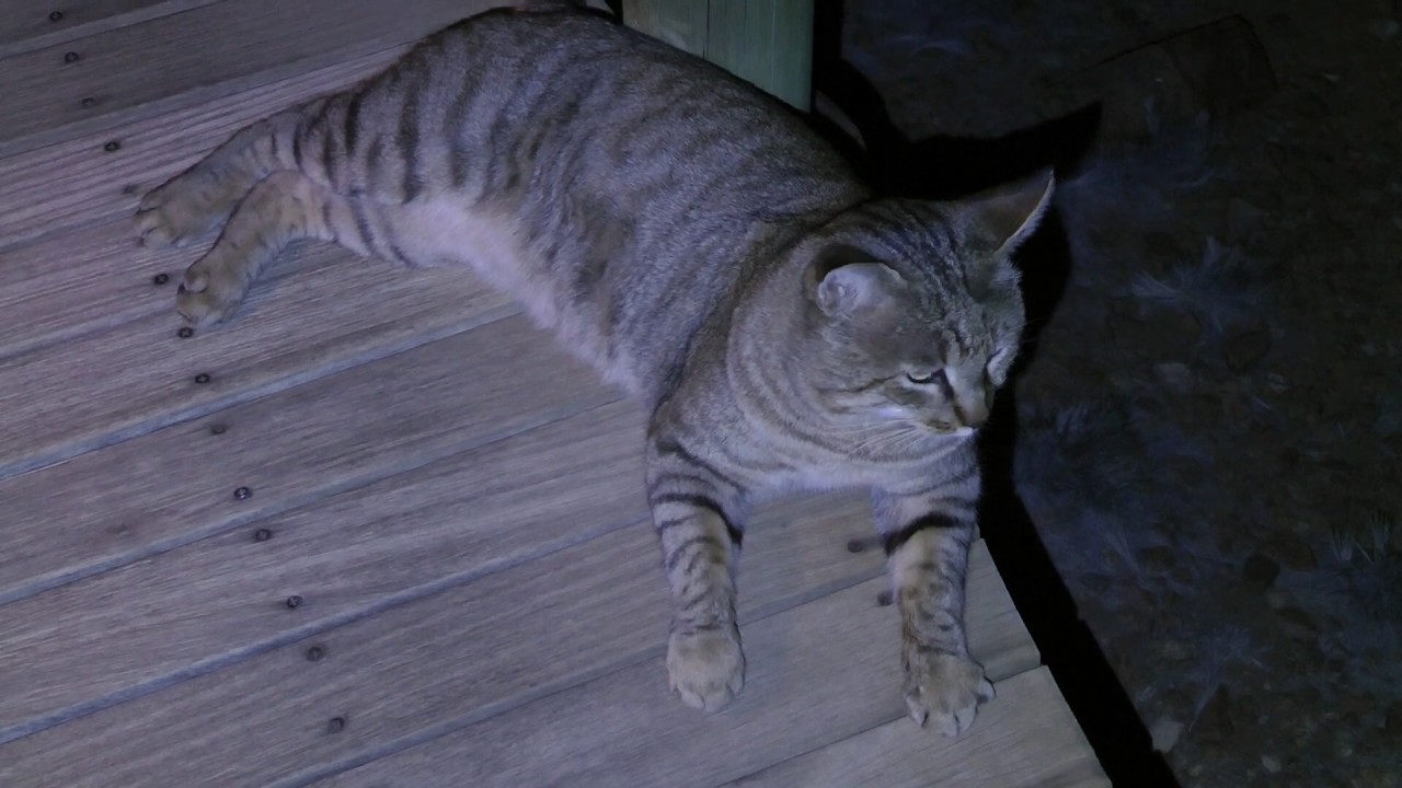 African Wildcat , Namibia