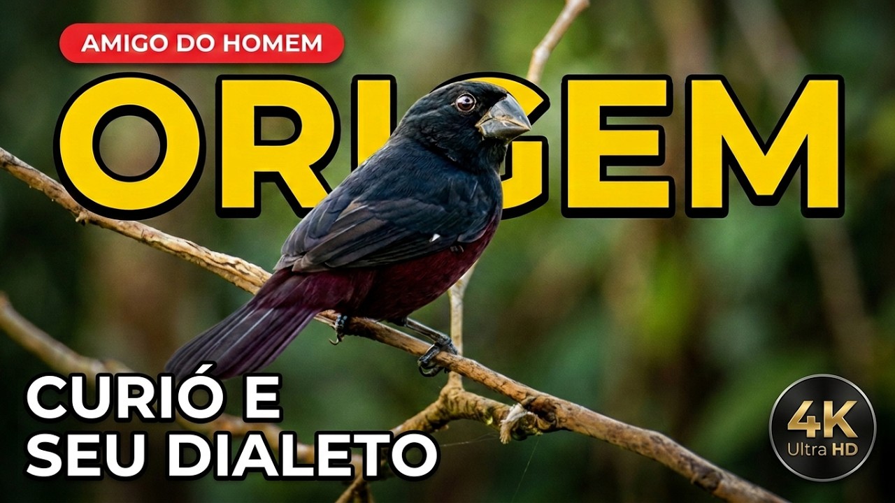 origem do curio,, curio amigo do homen.