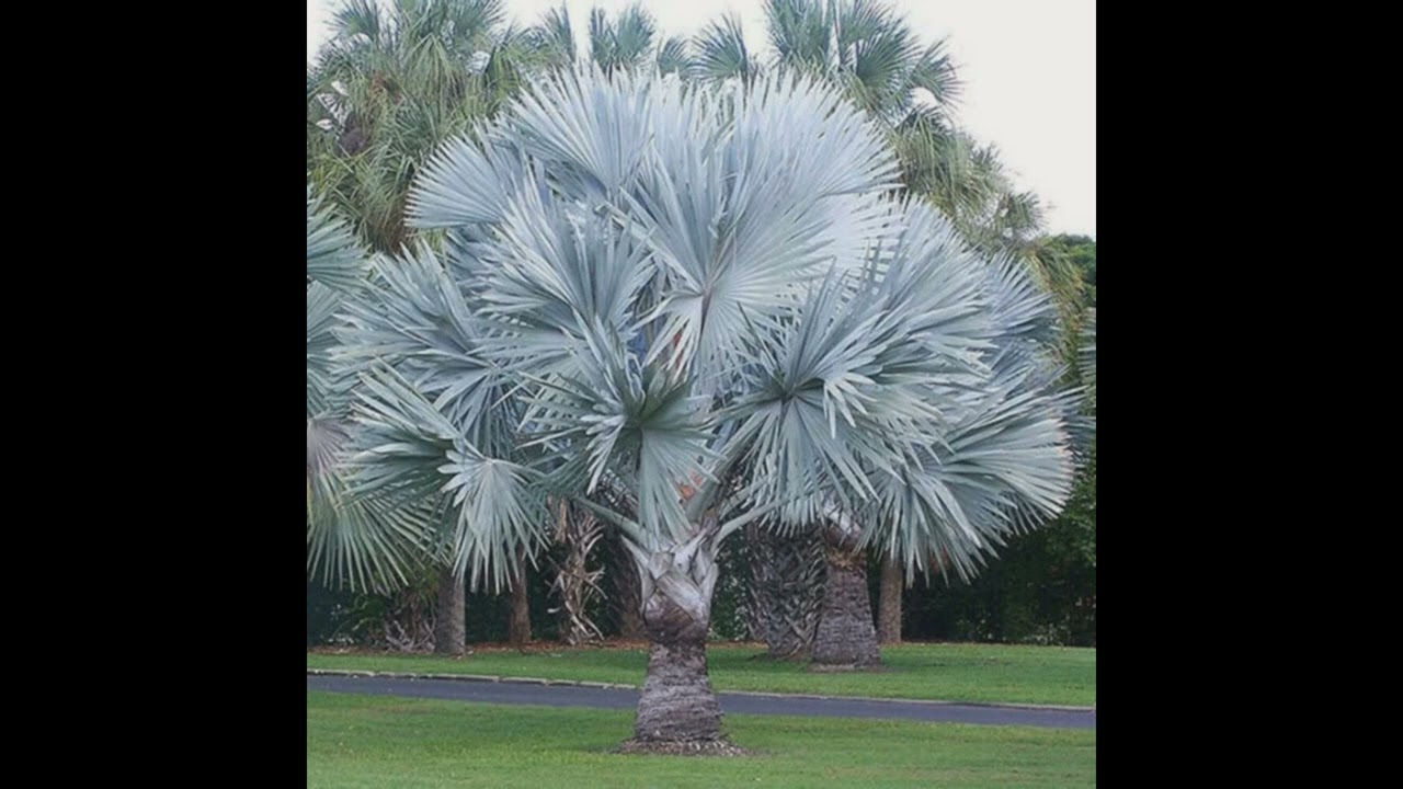 Bismarck Palm Bismarckia Nobilis : Palm trees of Madagascar Plant Facts