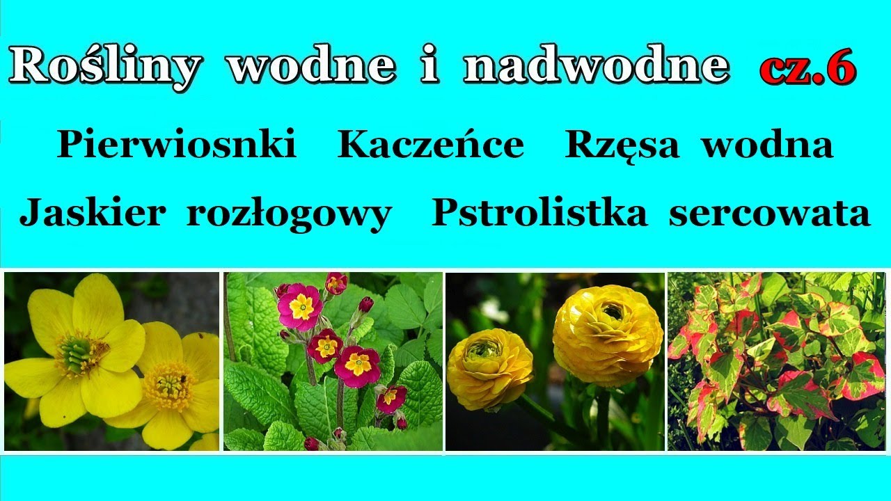 Rośliny wodne i nadwodne cz.6 OSTATNIA kaczeńce pierwiosnki pstrolistka jaskier rzęsa wodna
