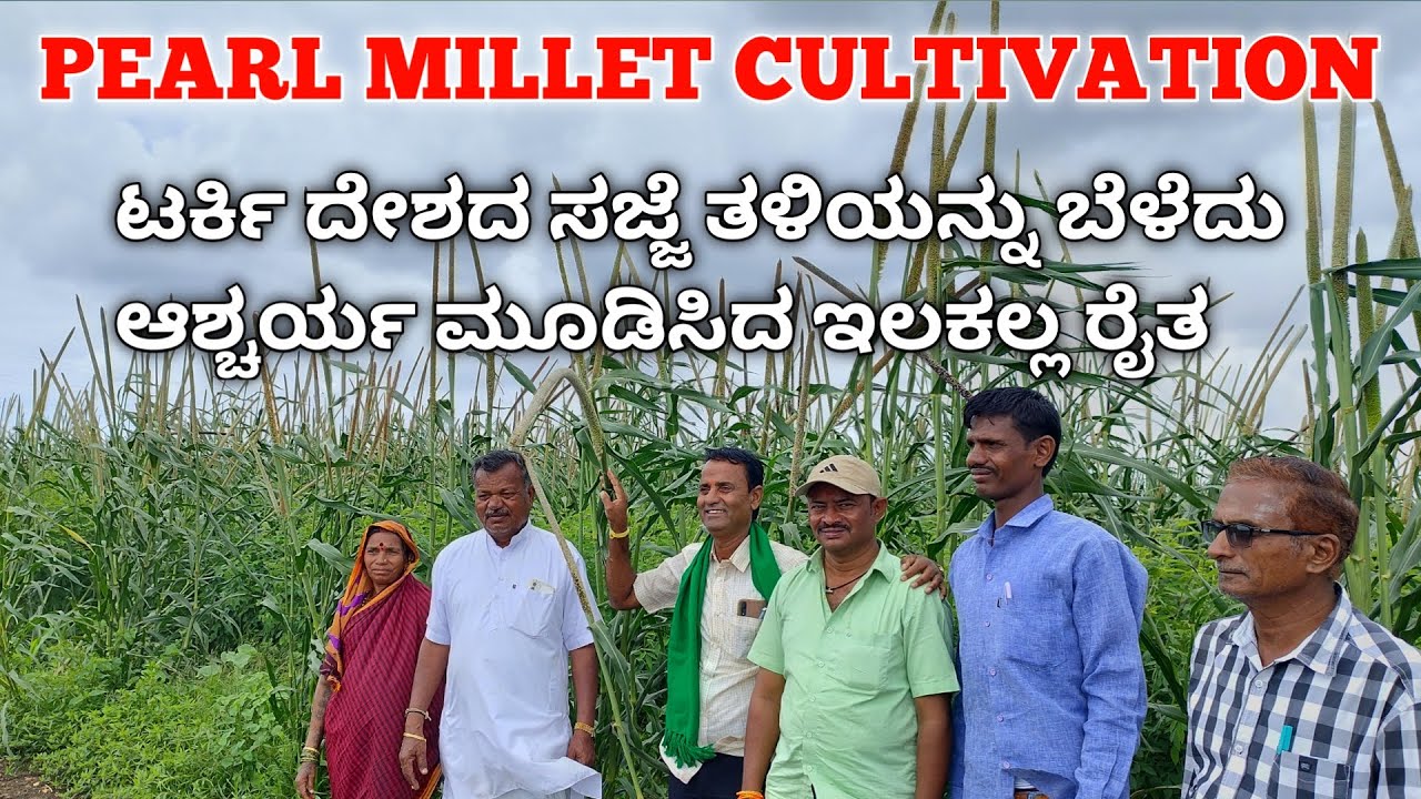 Pearl Millet Cultivation | Millet Farming Kannada | ಟರ್ಕಿ ದೇಶದ ವಿಶೇಷ ಸಜ್ಜೆ ತಳಿಯನ್ನು ಬೆಳೆದ ಇಲಕಲ್ಲ ರೈತ