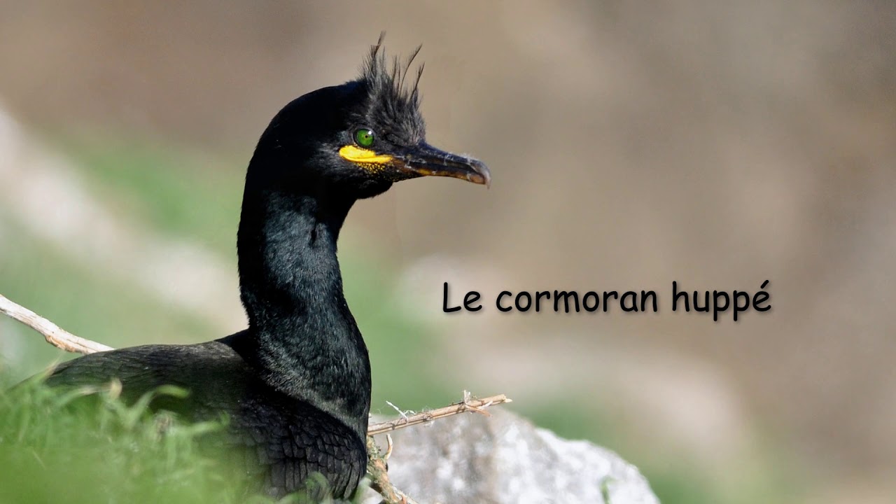 Les oiseaux de mer de Bretagne