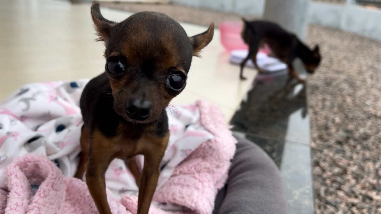 O MENOR CACHORRO DO MUNDO, PILILIU 🐶| PINSCHER FILHOTES