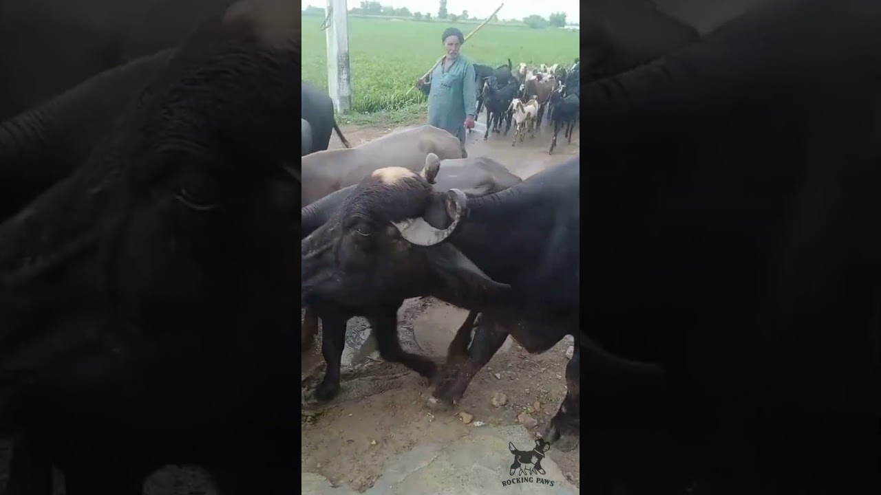 Buffalo and Goats Herd Walking on Village Road | Peaceful Video 2025