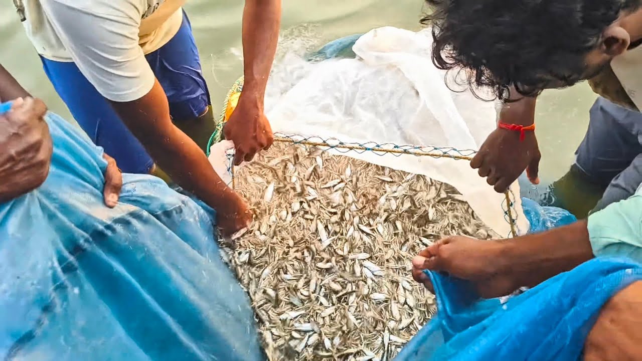 సీరమేను  గురు ! Godavari natural Fish 🐟