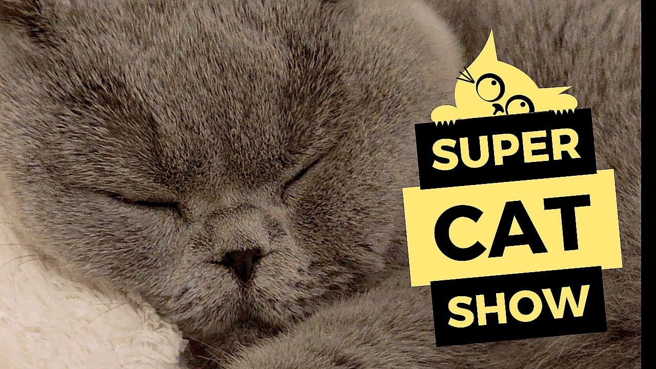 SUPER CAT SHOW, I GATTI PIÙ BELLI DEL MONDO!