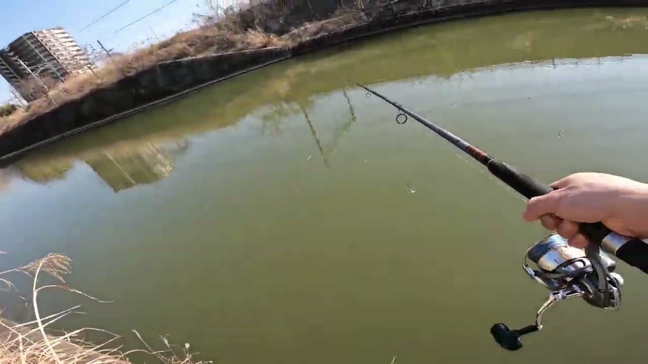 Săn Hàng Khủng Bằng Ba Tiêu [Mò Mẫm JP TV］魚がたくさんすぎて大きすぎる