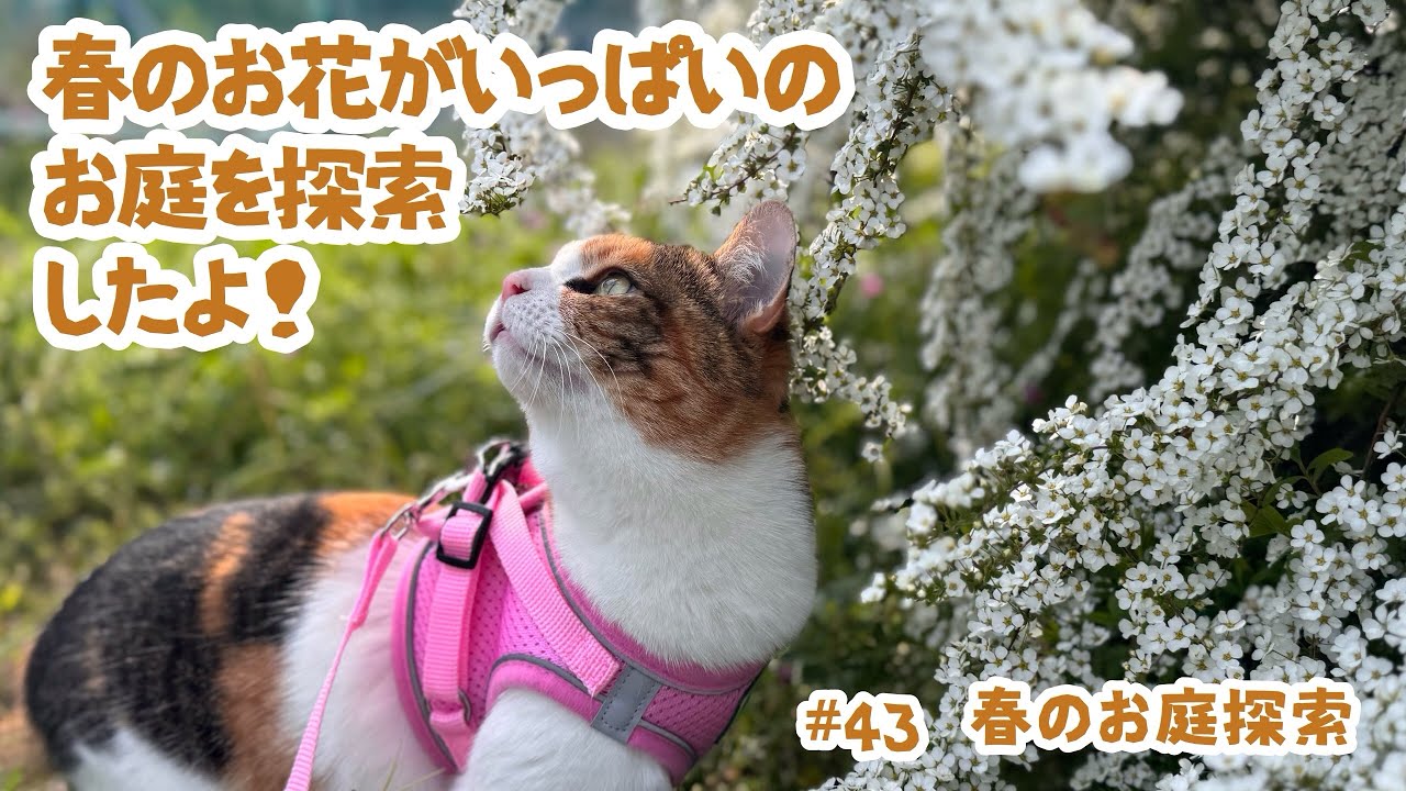 #43   春のお庭探索