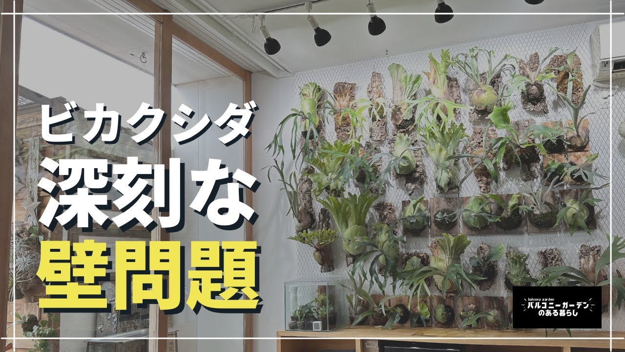 【壁問題】スッキリシンプルなビカクウォールの作り方
