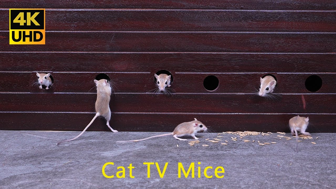 Cat TV in 4K: Mice Pop Out, Run, and Vanish &ndash; Keeps Cats Guessing and Entertained