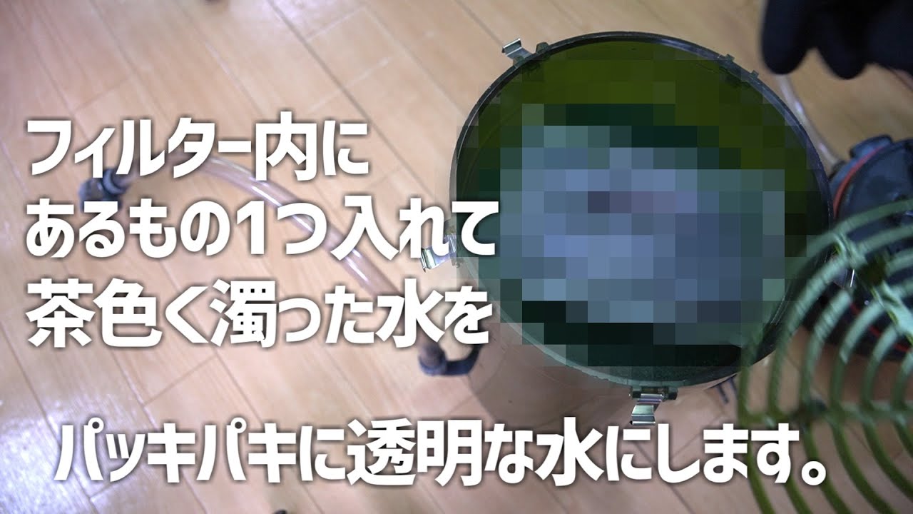魔法のような性能に驚愕。とあるモノを1つ入れるだけで水槽が劇的に綺麗になります。#584【アクアリウム】