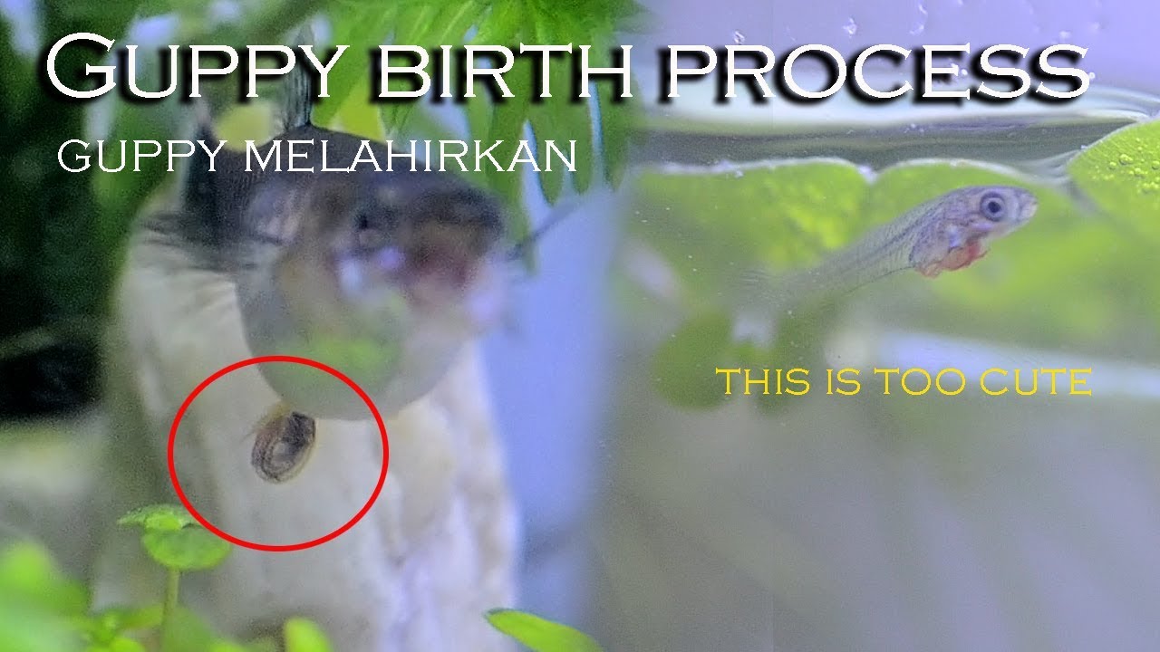 Ikan Guppy Beranak / Guppy Giving Birth Process - Babies Guppy (Guppy Melahirkan)