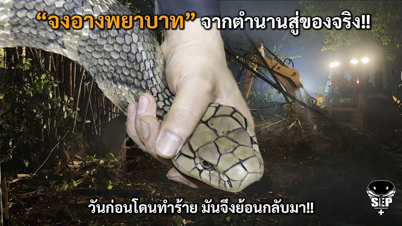 SEP EP.75 The Vengeful Cobra: From Legend to Reality!!