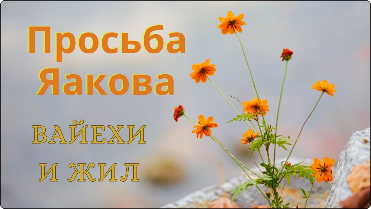 Глава: Вайехи-И жил-Просьба Яакова похоронить его в Эрец Исраэль - Яаков Благословляет... 