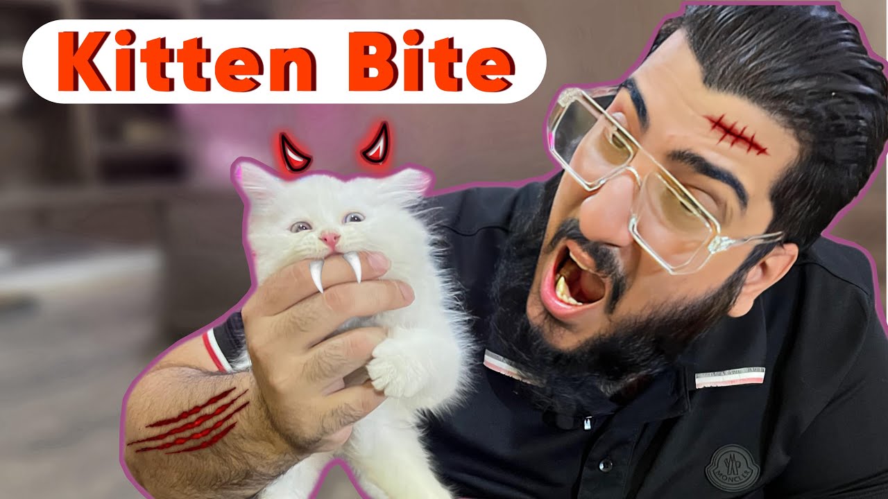 Как ОСТАНОВИТЬ котят кусаться | Мой котенок начал кусаться | Вредны ли укусы кошек?