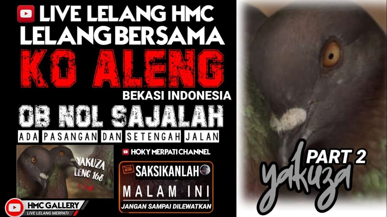 LIVE LELANG HMC//HOKY MERPATI CHANNEL//MERPATI KOLONG//MERPATI//LELANG MERPATI HMC