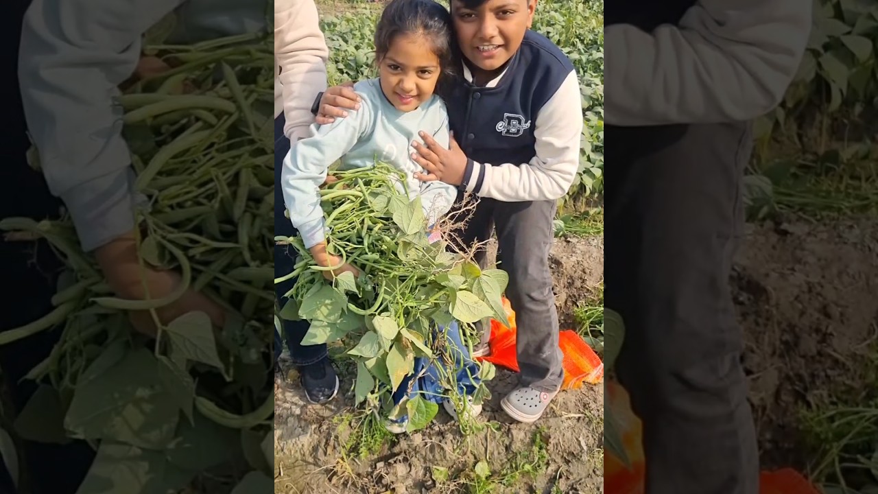 #harvesting vlogs #hansika# vlogs #shortvideo #khetबीन्स की खेती  Beans  Farming