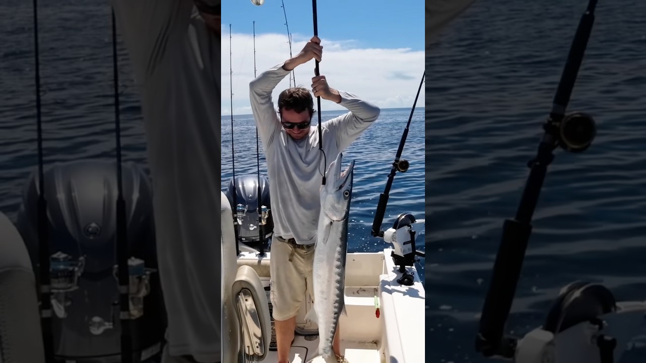 Monster Barracuda Off Topsail Beach #fishing #northcarolinafishing #topsailbeach #barracuda #ocean