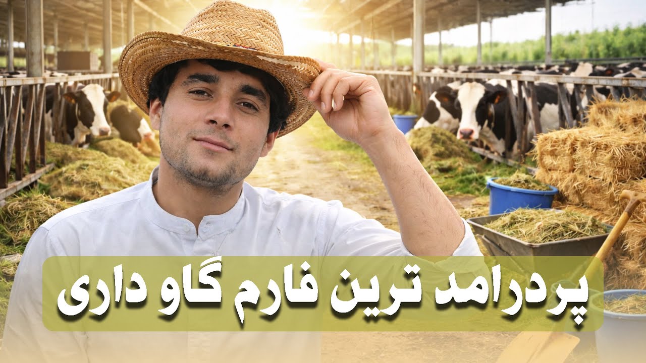 پر درامد ترین فارم پرورش گاو در کابل